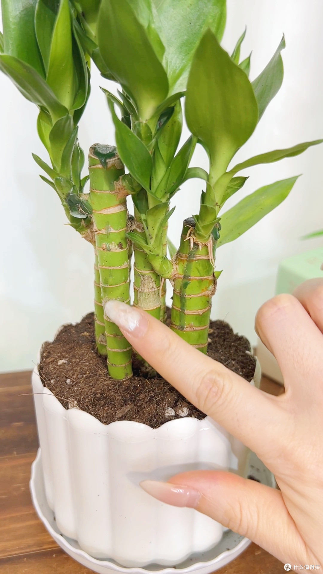 租房氛围感密码！这绿植让我的房间变治愈
