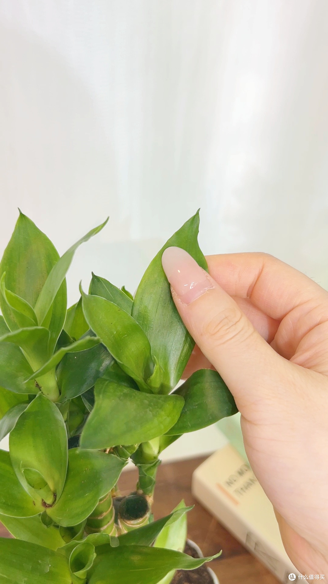 租房氛围感密码！这绿植让我的房间变治愈