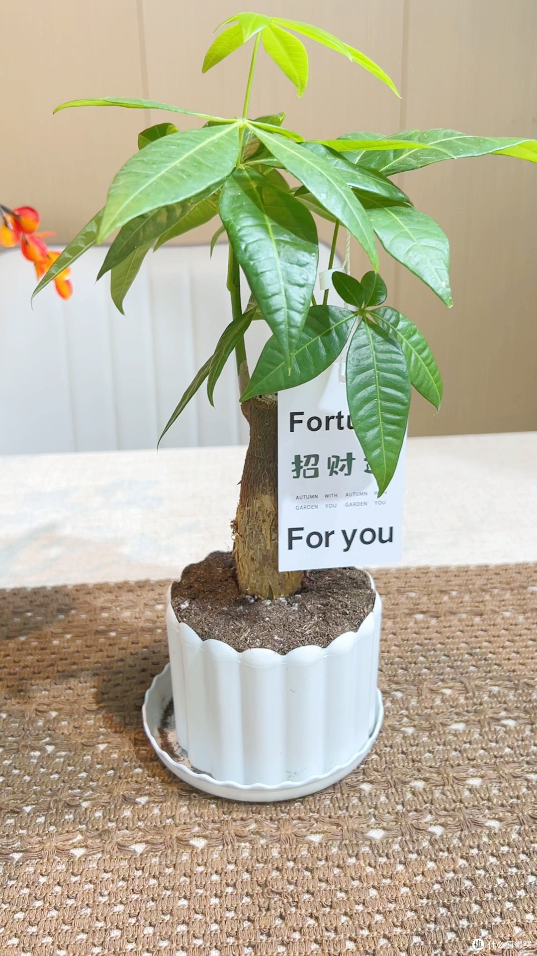 新手养植零门槛！这发财树让我告别植物杀手