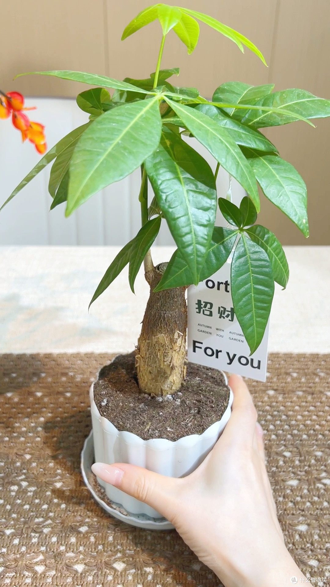 新手养植零门槛！这发财树让我告别植物杀手