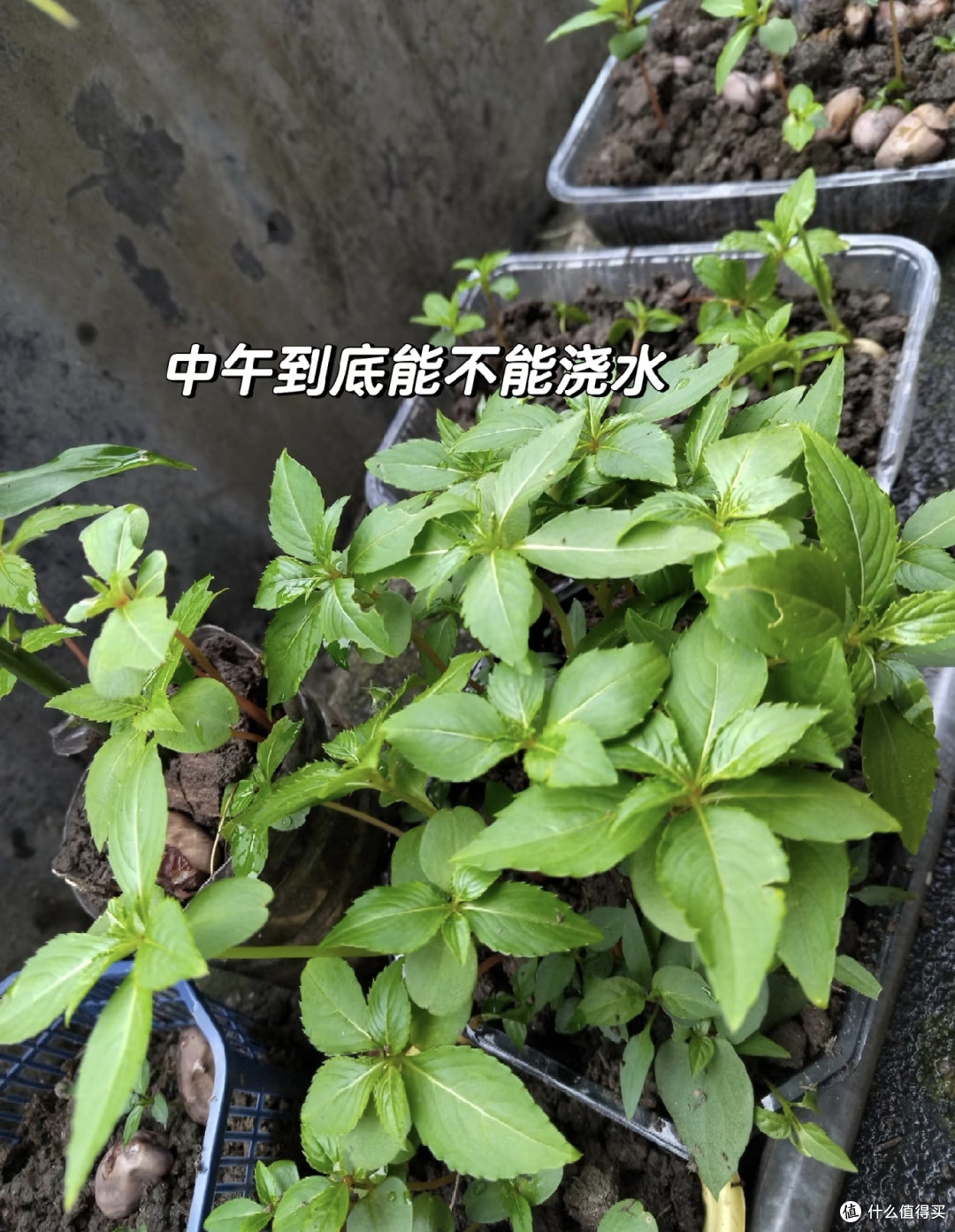 俗语说“三伏天浇水3浇3不浇”，做错一步，直接烂根收空盆！