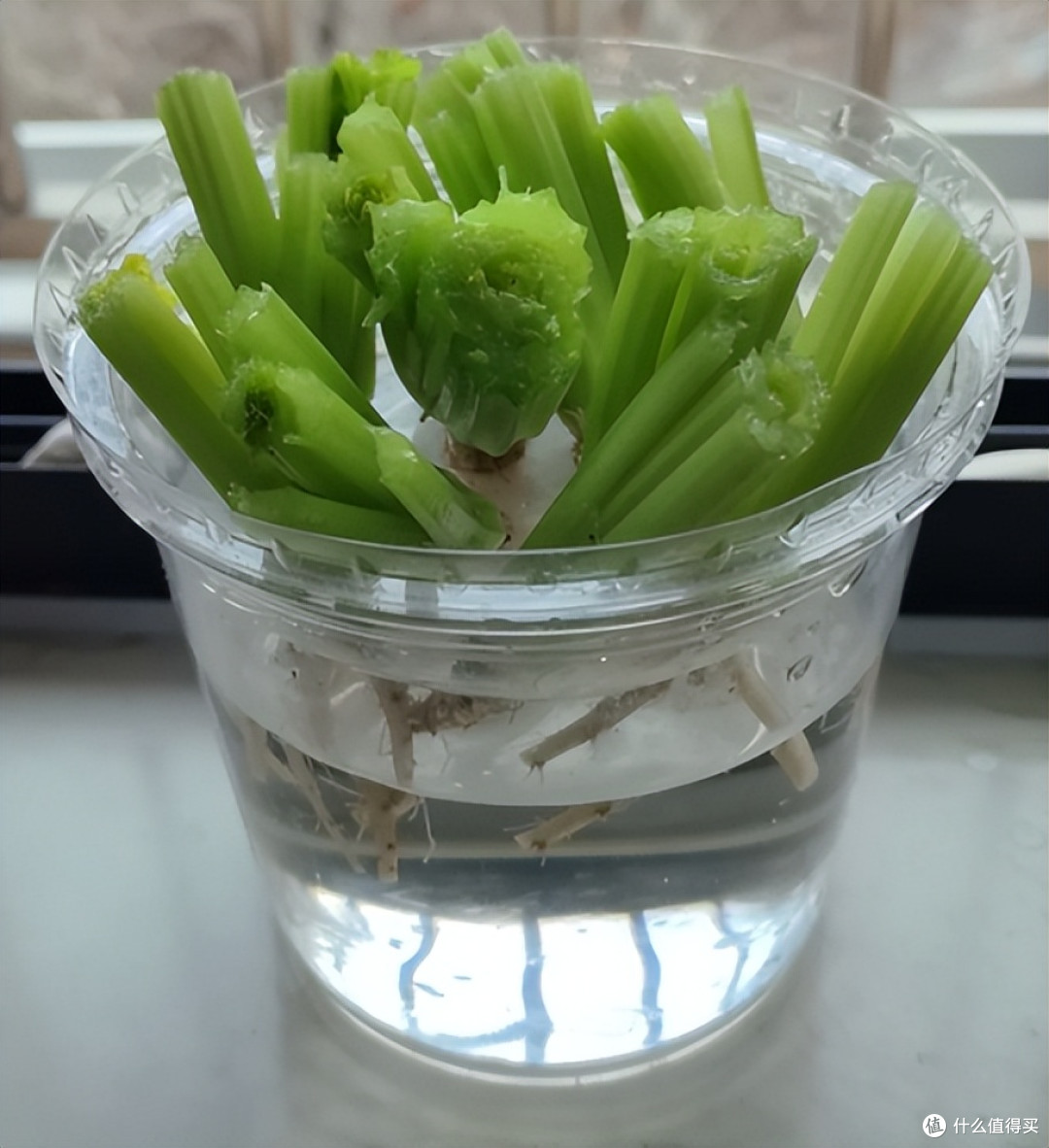 “切剩下的蔬菜头”别扔！丢水里，一个月长成小盆栽，太治愈了