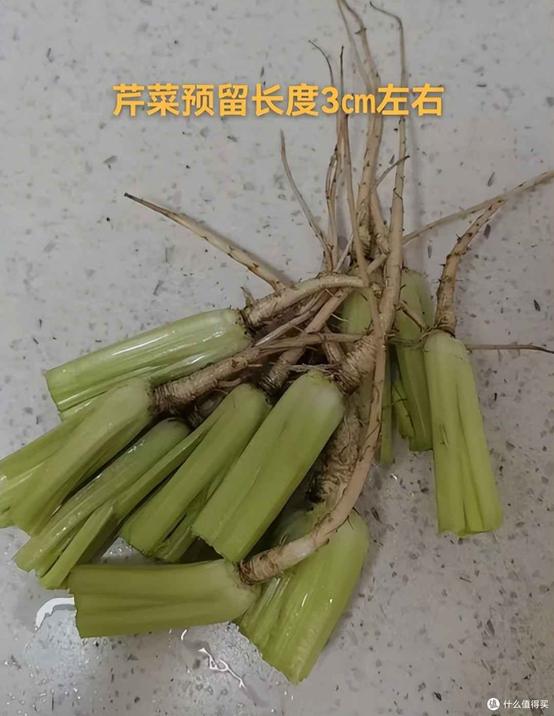 “切剩下的蔬菜头”别扔！丢水里，一个月长成小盆栽，太治愈了
