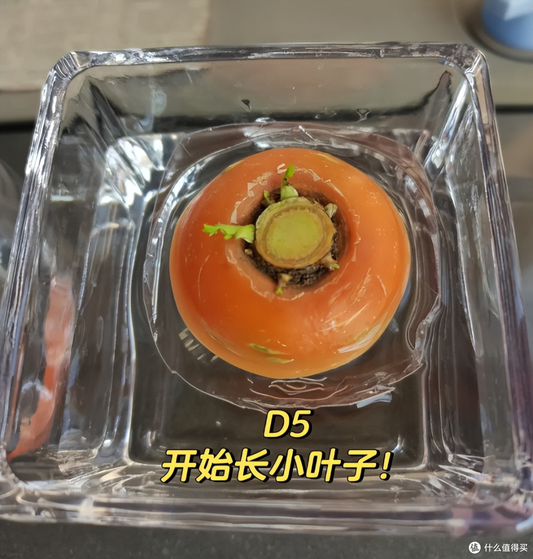 “切剩下的蔬菜头”别扔！丢水里，一个月长成小盆栽，太治愈了