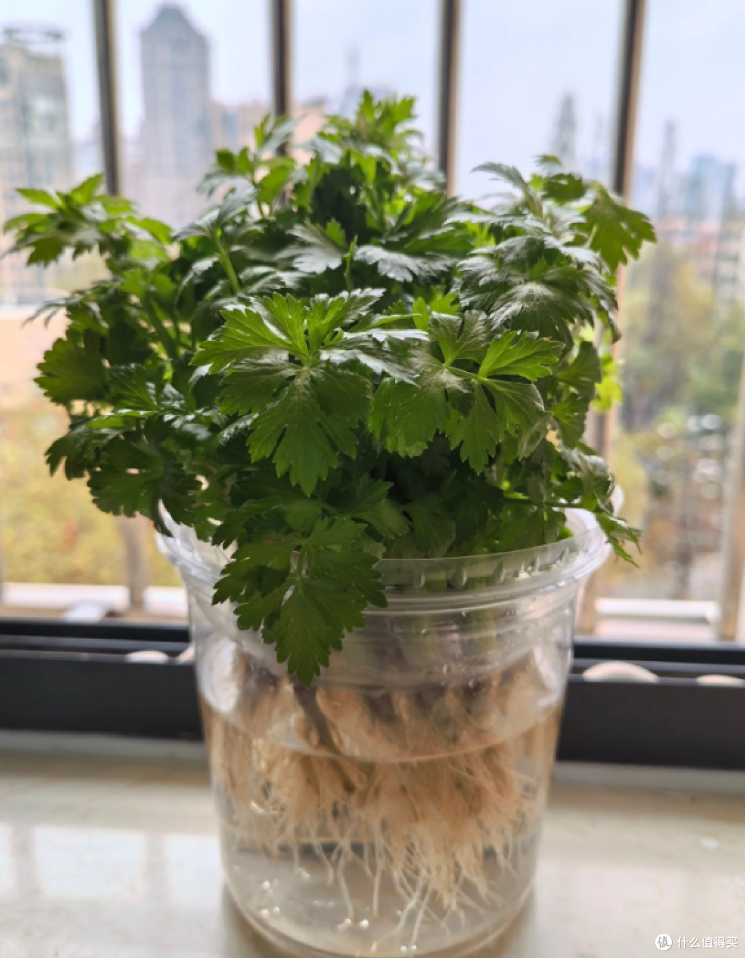 “切剩下的蔬菜头”别扔！丢水里，一个月长成小盆栽，太治愈了