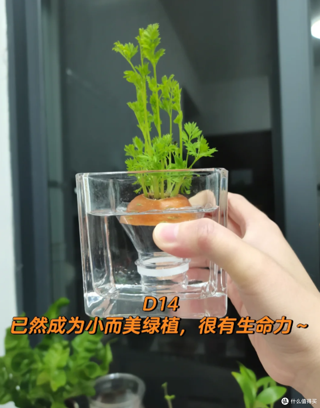 “切剩下的蔬菜头”别扔！丢水里，一个月长成小盆栽，太治愈了