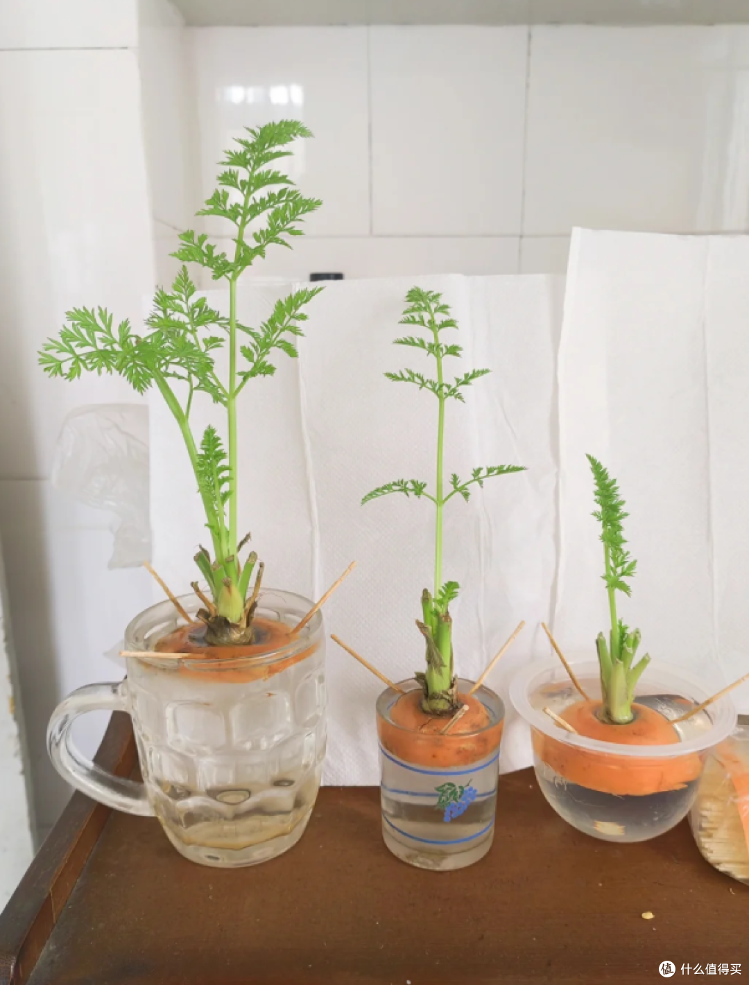 “切剩下的蔬菜头”别扔！丢水里，一个月长成小盆栽，太治愈了