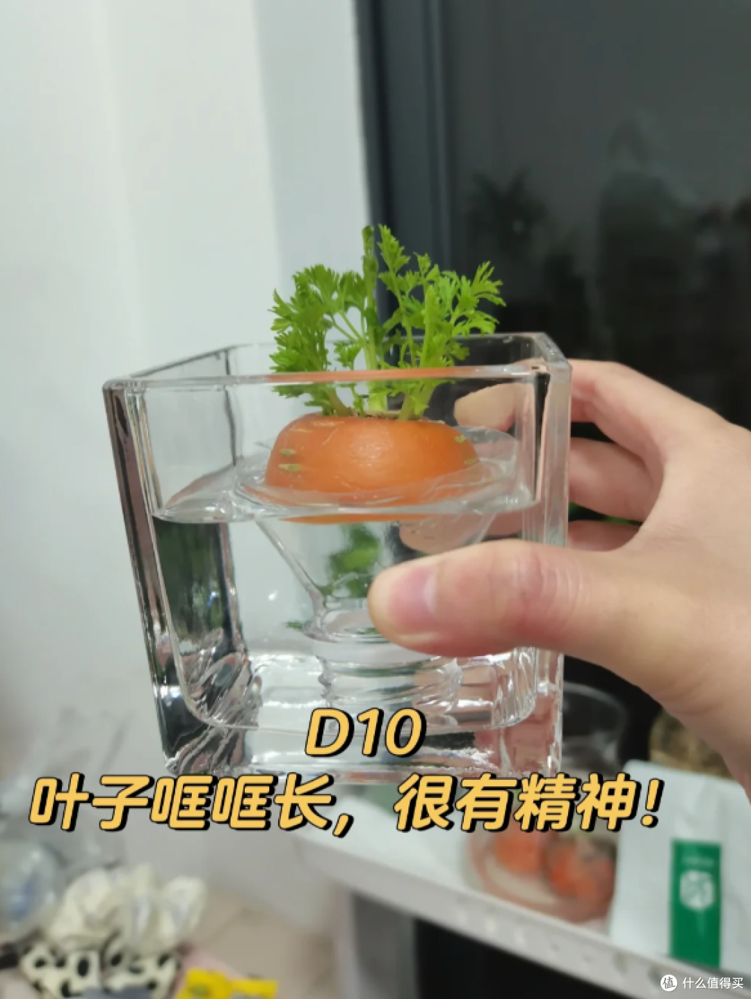 “切剩下的蔬菜头”别扔！丢水里，一个月长成小盆栽，太治愈了