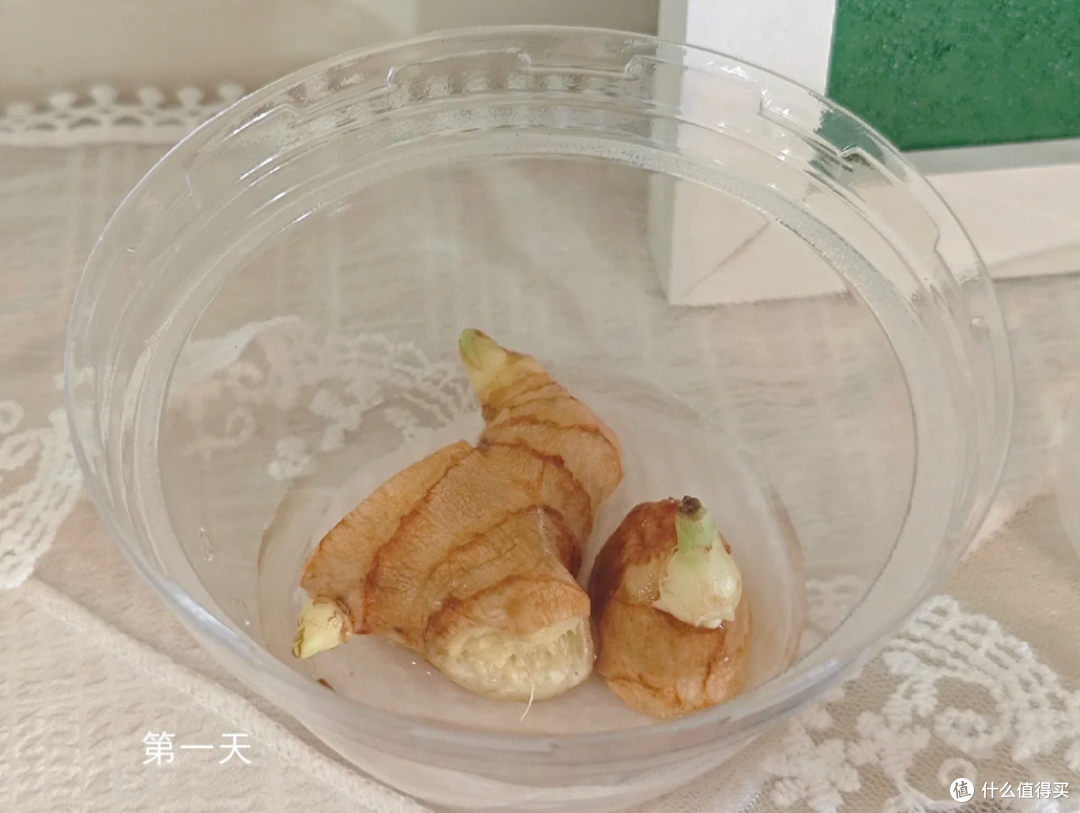 “切剩下的蔬菜头”别扔！丢水里，一个月长成小盆栽，太治愈了