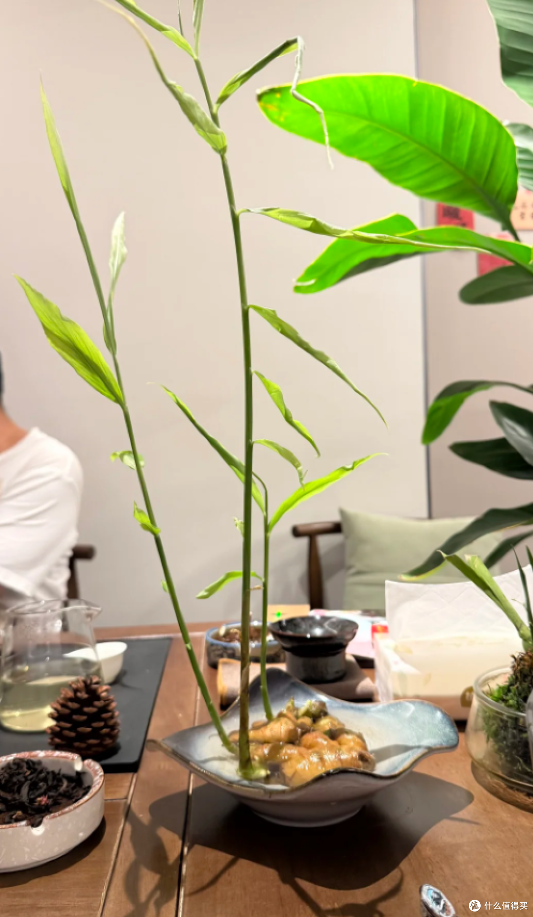 “切剩下的蔬菜头”别扔！丢水里，一个月长成小盆栽，太治愈了