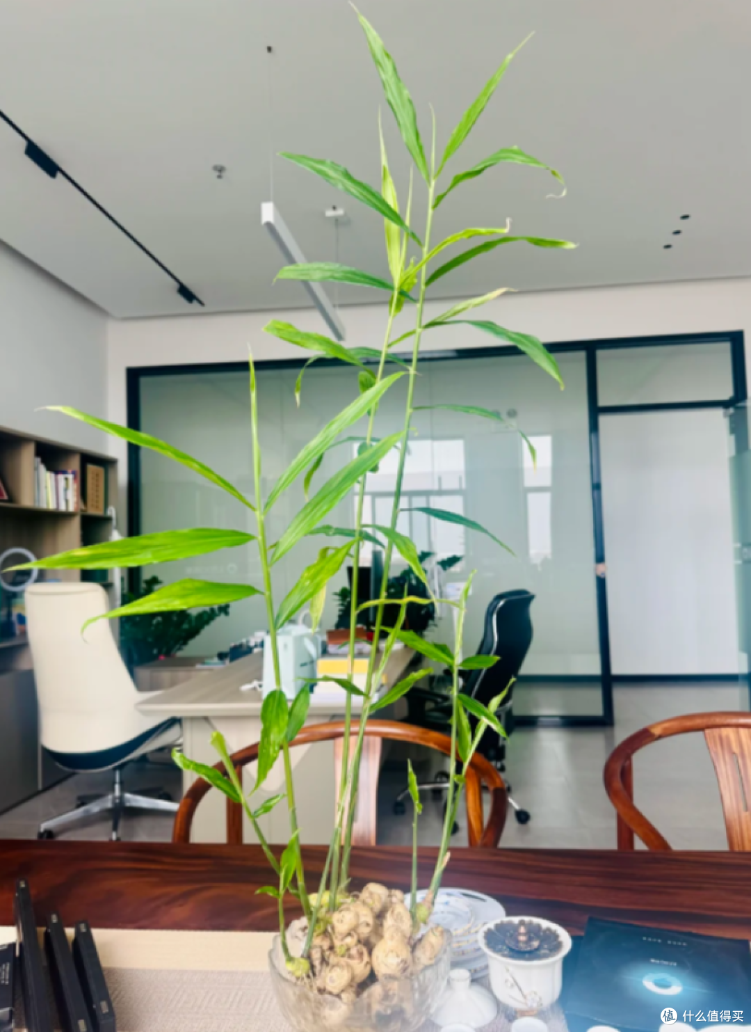 “切剩下的蔬菜头”别扔！丢水里，一个月长成小盆栽，太治愈了
