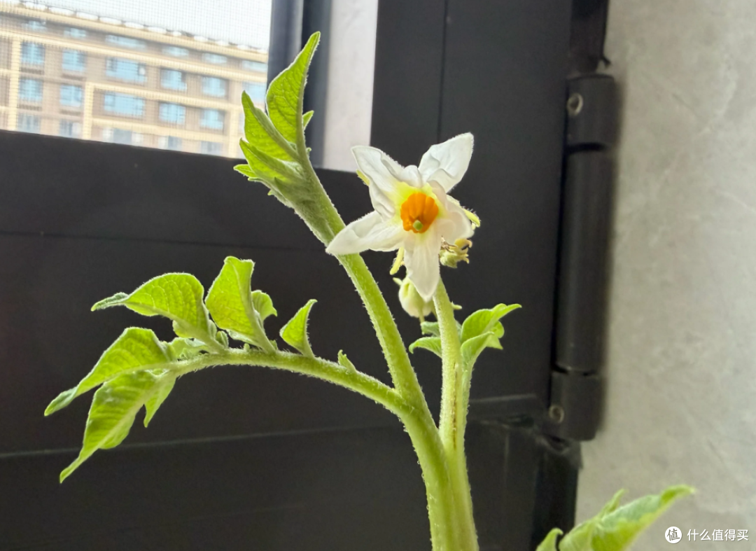 “切剩下的蔬菜头”别扔！丢水里，一个月长成小盆栽，太治愈了