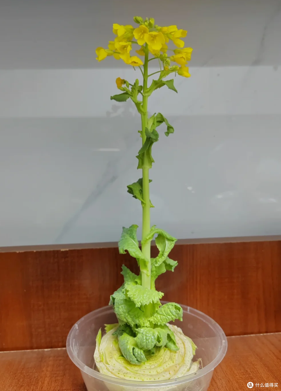“切剩下的蔬菜头”别扔！丢水里，一个月长成小盆栽，太治愈了