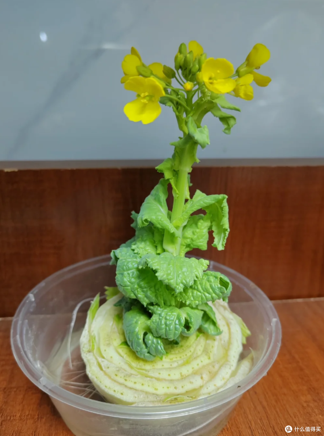 “切剩下的蔬菜头”别扔！丢水里，一个月长成小盆栽，太治愈了