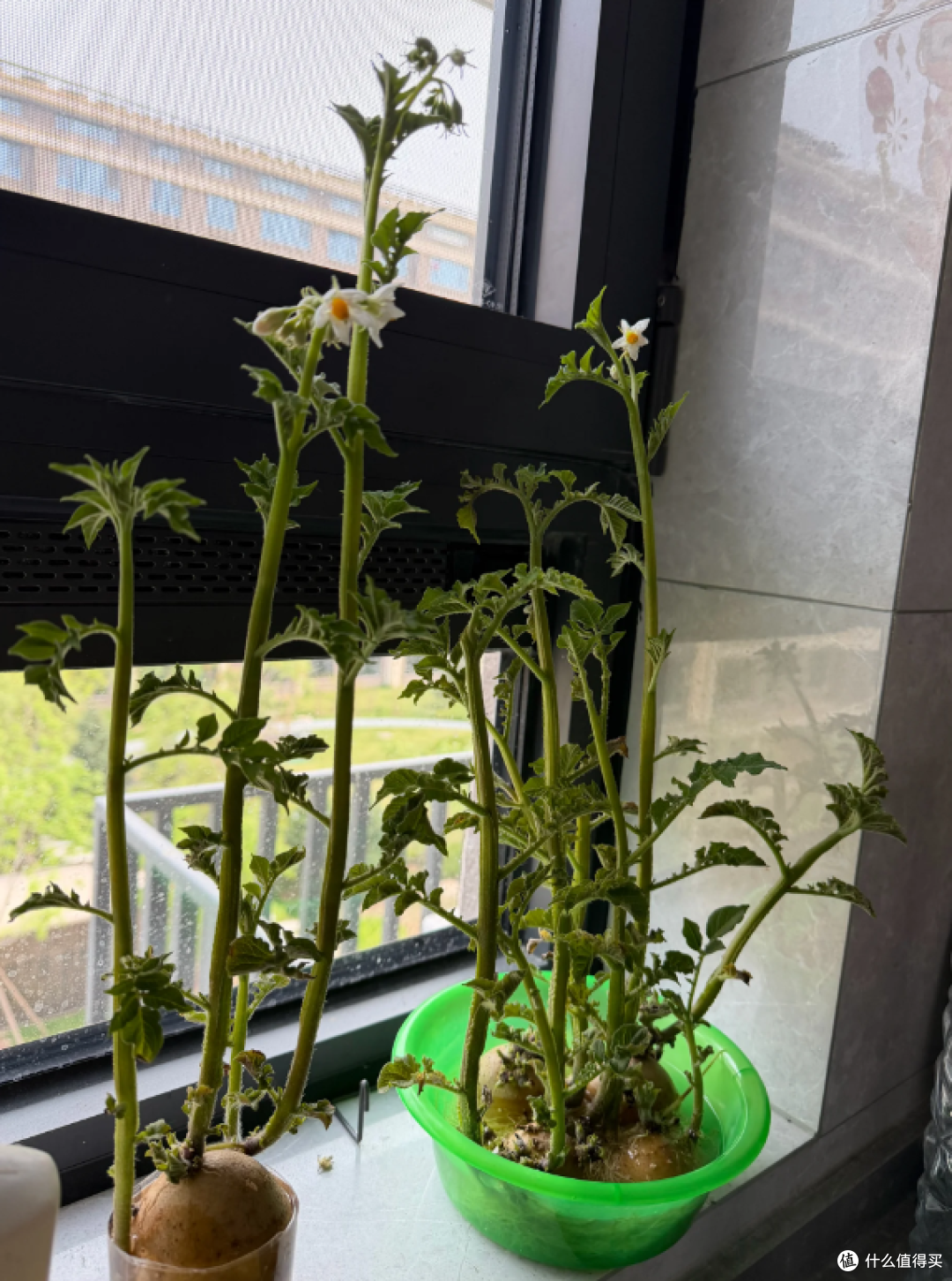 “切剩下的蔬菜头”别扔！丢水里，一个月长成小盆栽，太治愈了