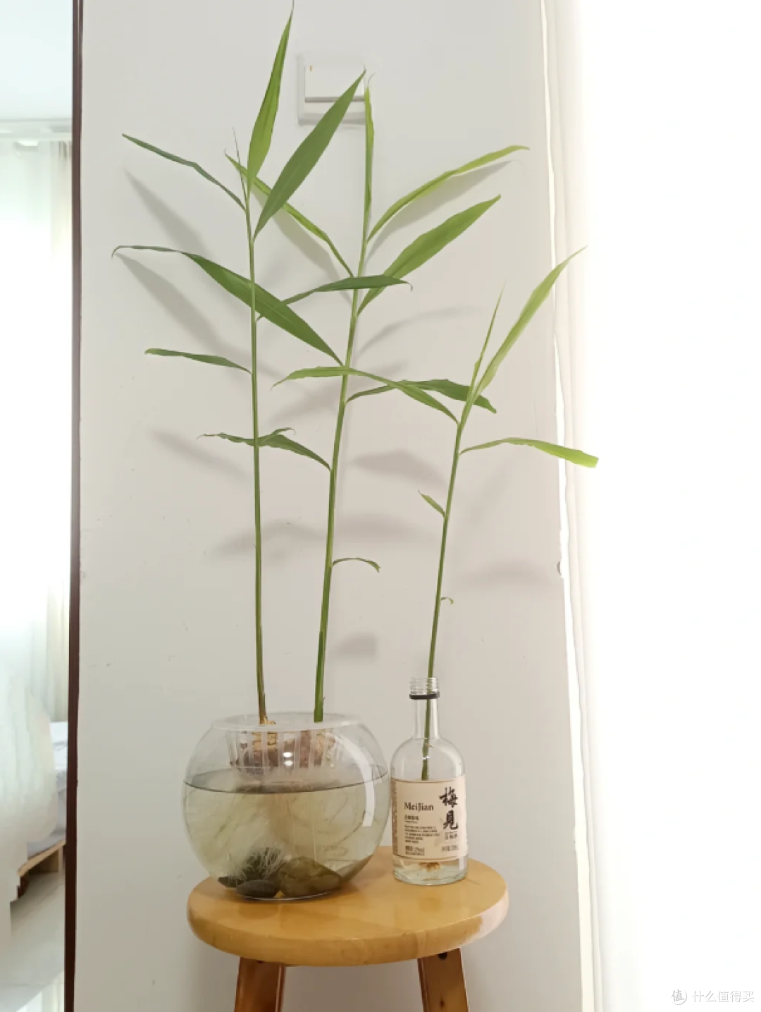 “切剩下的蔬菜头”别扔！丢水里，一个月长成小盆栽，太治愈了