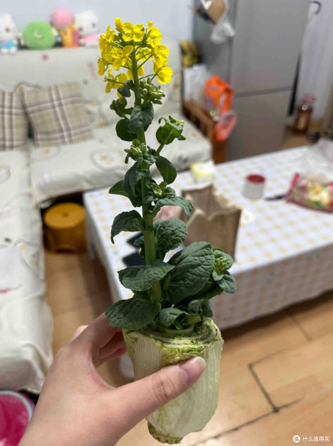 “切剩下的蔬菜头”别扔！丢水里，一个月长成小盆栽，太治愈了