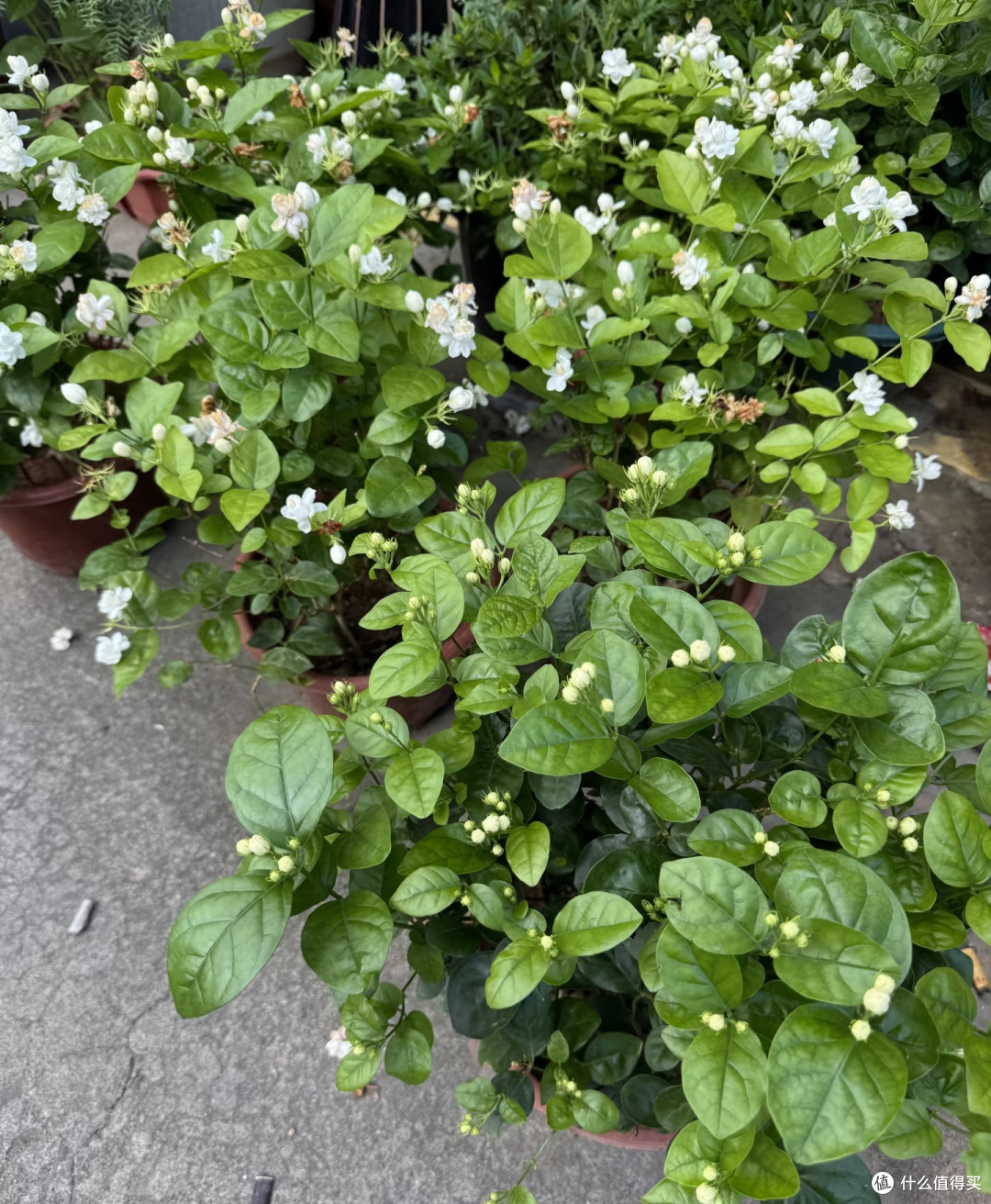 越闷热越要“富养”的10种花，吃饱喝足，整个夏天花箭挤爆盆