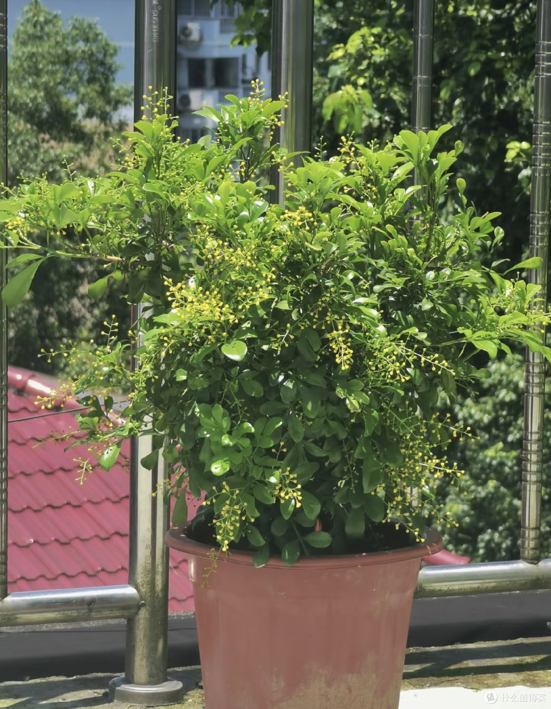 越闷热越要“富养”的10种花，吃饱喝足，整个夏天花箭挤爆盆