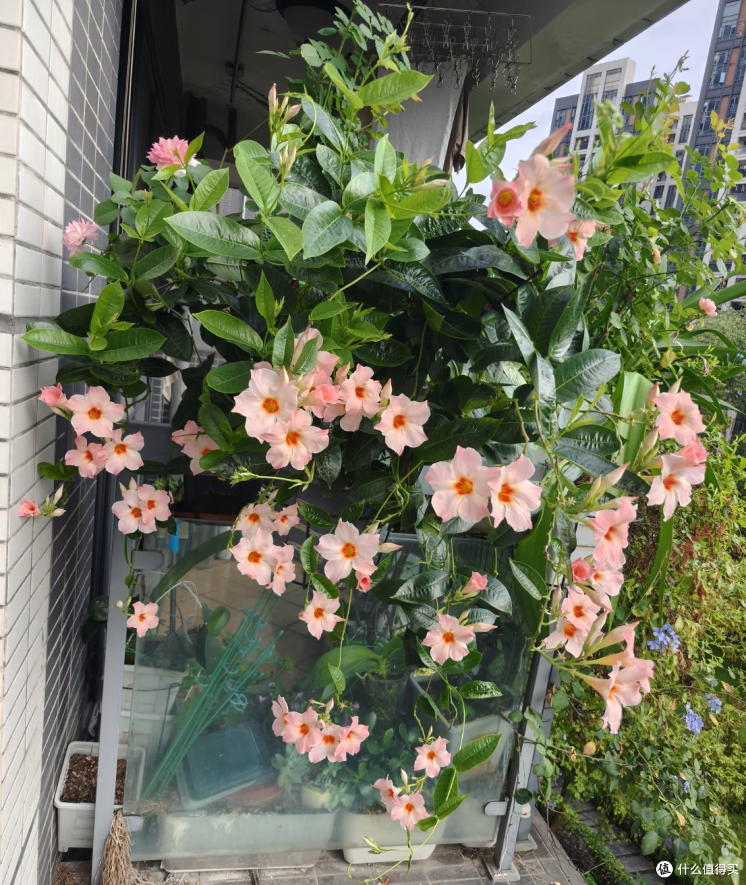 越闷热越要“富养”的10种花，吃饱喝足，整个夏天花箭挤爆盆