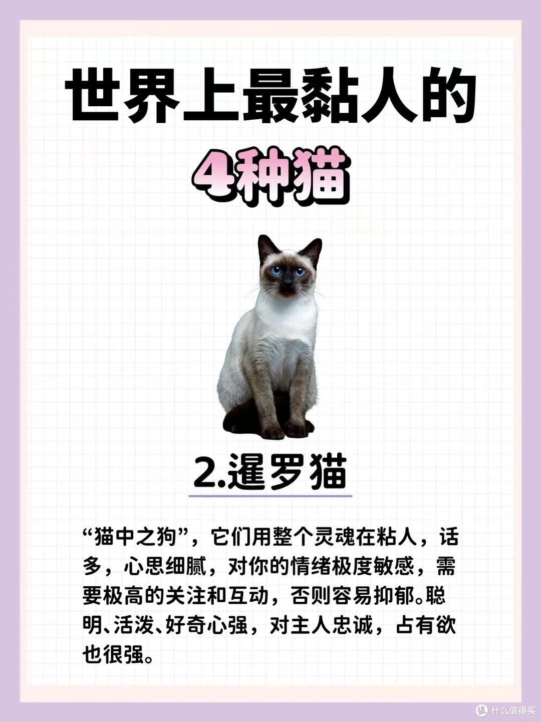 这4种猫“最粘人”,你家猫咪上榜了吗?