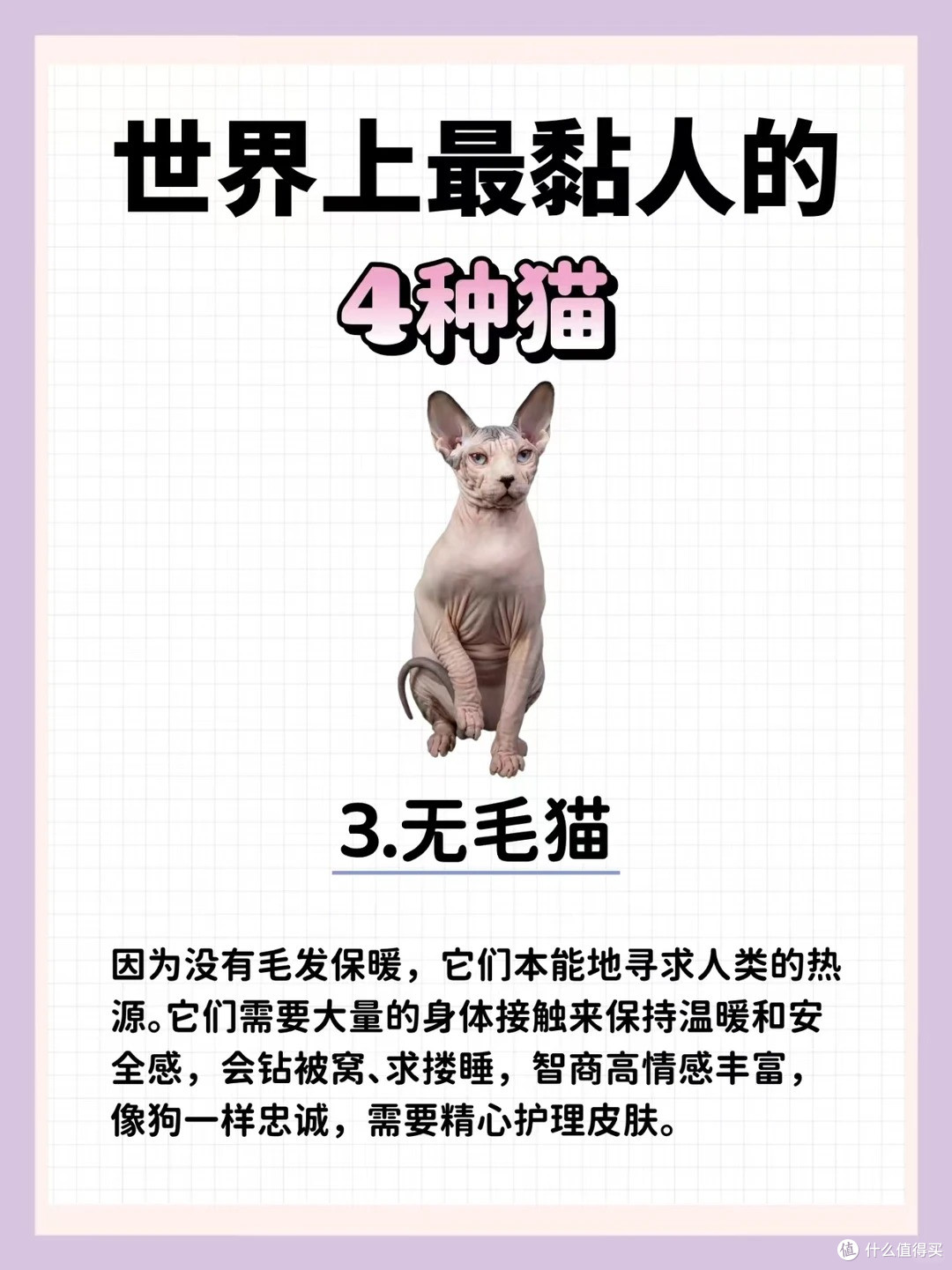 这4种猫“最粘人”,你家猫咪上榜了吗?