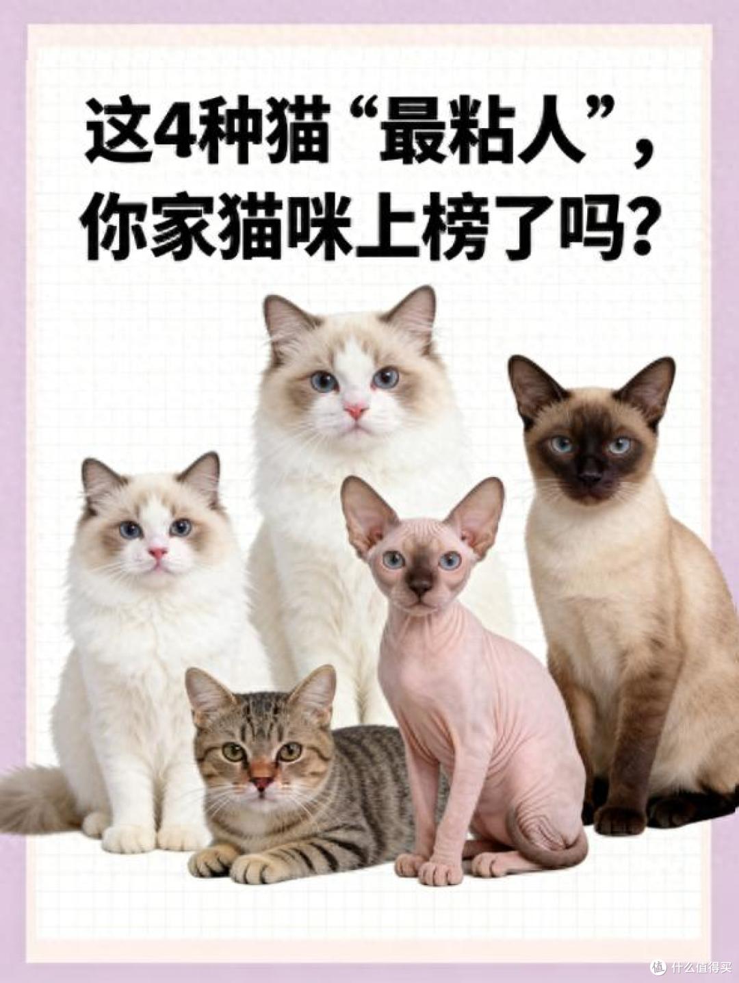 这4种猫“最粘人”,你家猫咪上榜了吗?