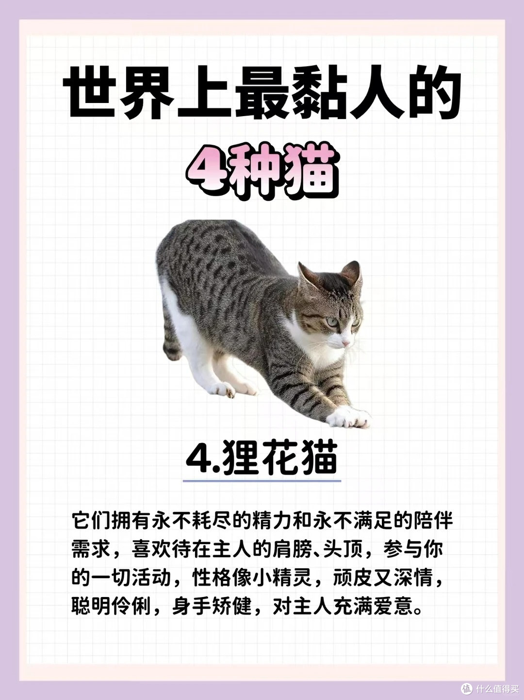 这4种猫“最粘人”,你家猫咪上榜了吗?