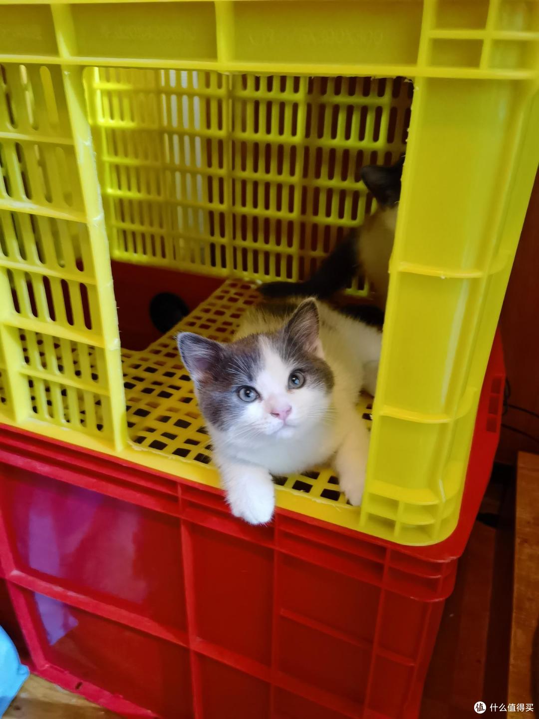 经测试2个月左右小猫也能顺利进出