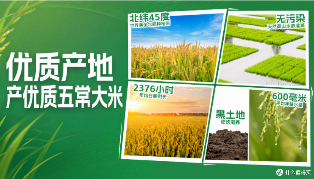 2026五常大米避坑指南:餐厅采购最容易踩的5个坑