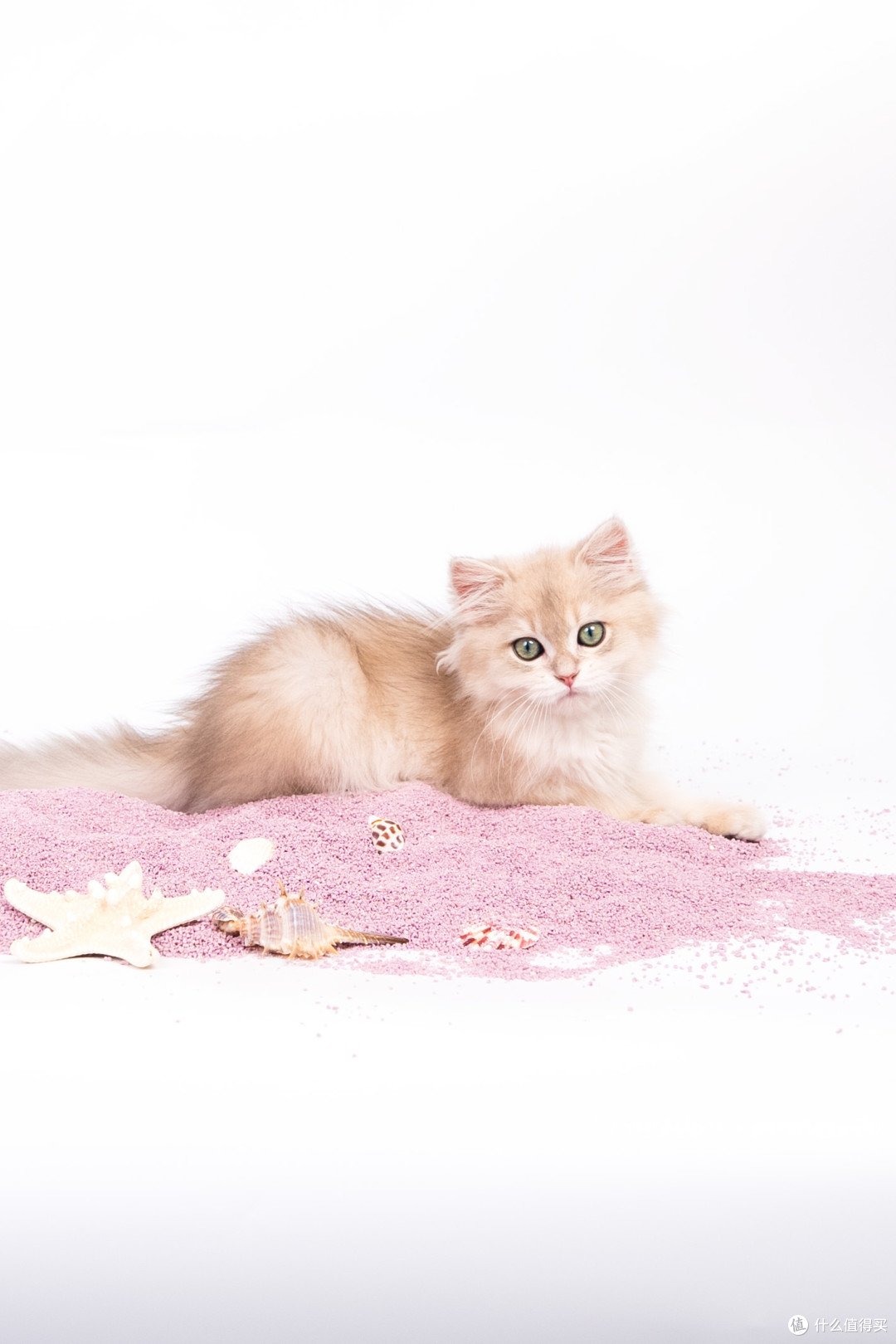 猫咪鼻炎/哮喘容易黑下巴 低敏低尘猫砂怎么选？真实养猫经验分享