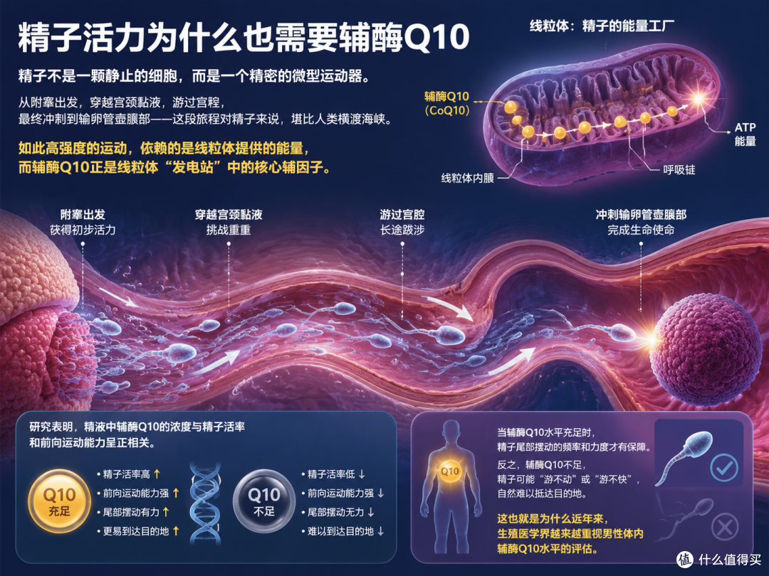 男性备孕也需要辅酶Q10？高仕星辅酶Q10男女同补原理