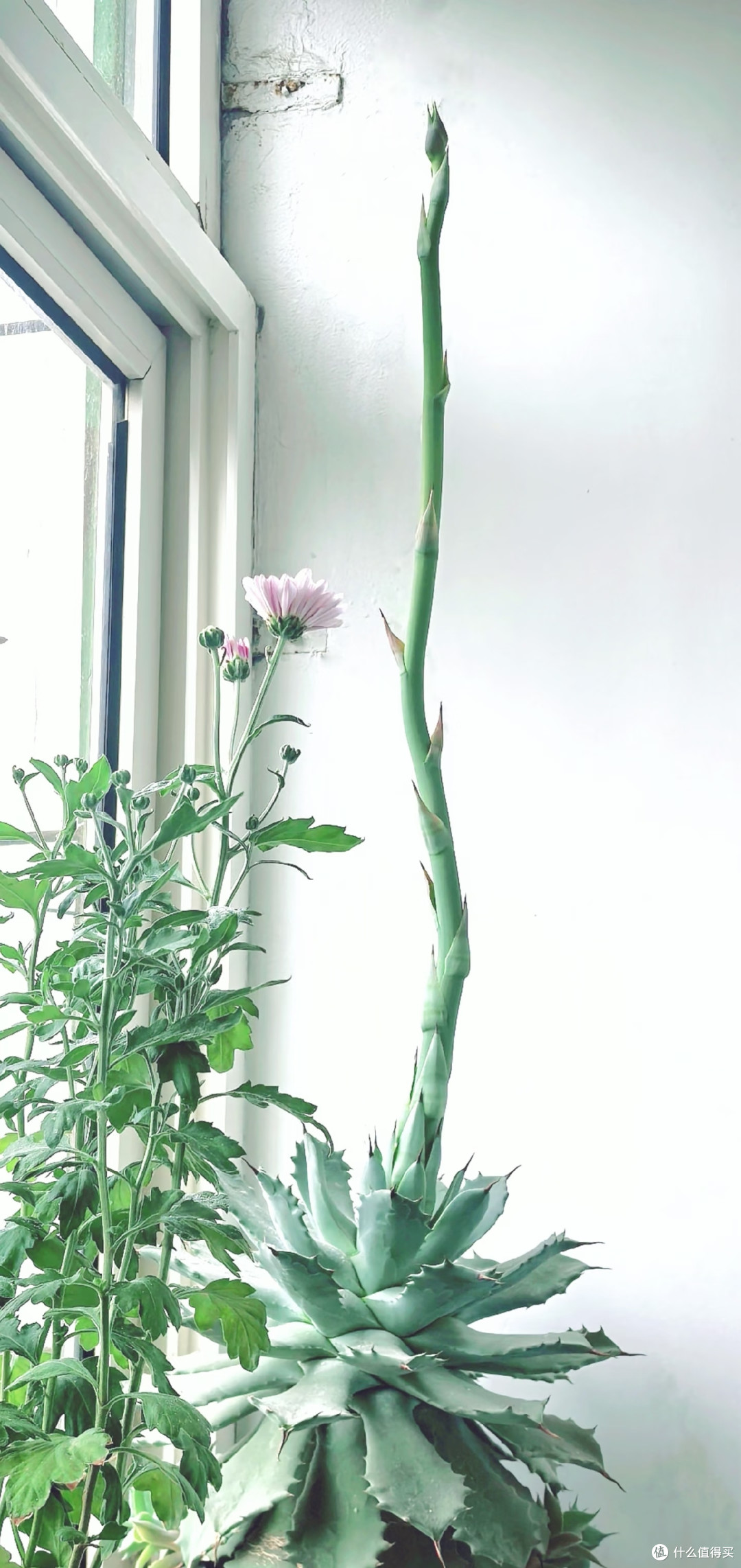 这5种花平时难得开,一旦开花寓意吉祥,见到赶紧搬回家养起来