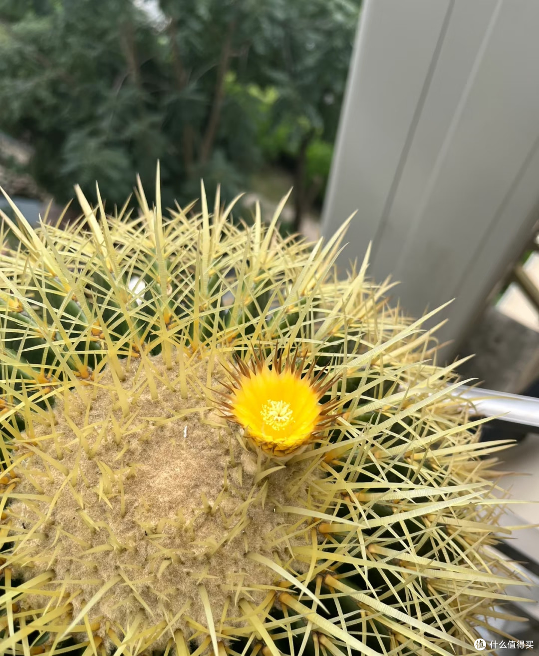 这5种花平时难得开,一旦开花寓意吉祥,见到赶紧搬回家养起来
