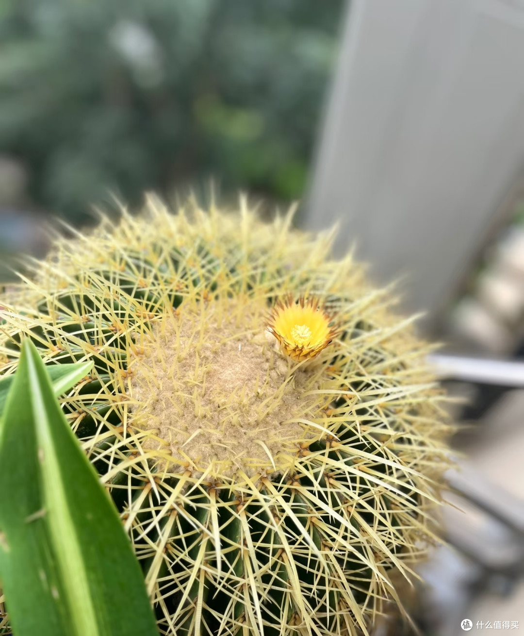 这5种花平时难得开,一旦开花寓意吉祥,见到赶紧搬回家养起来
