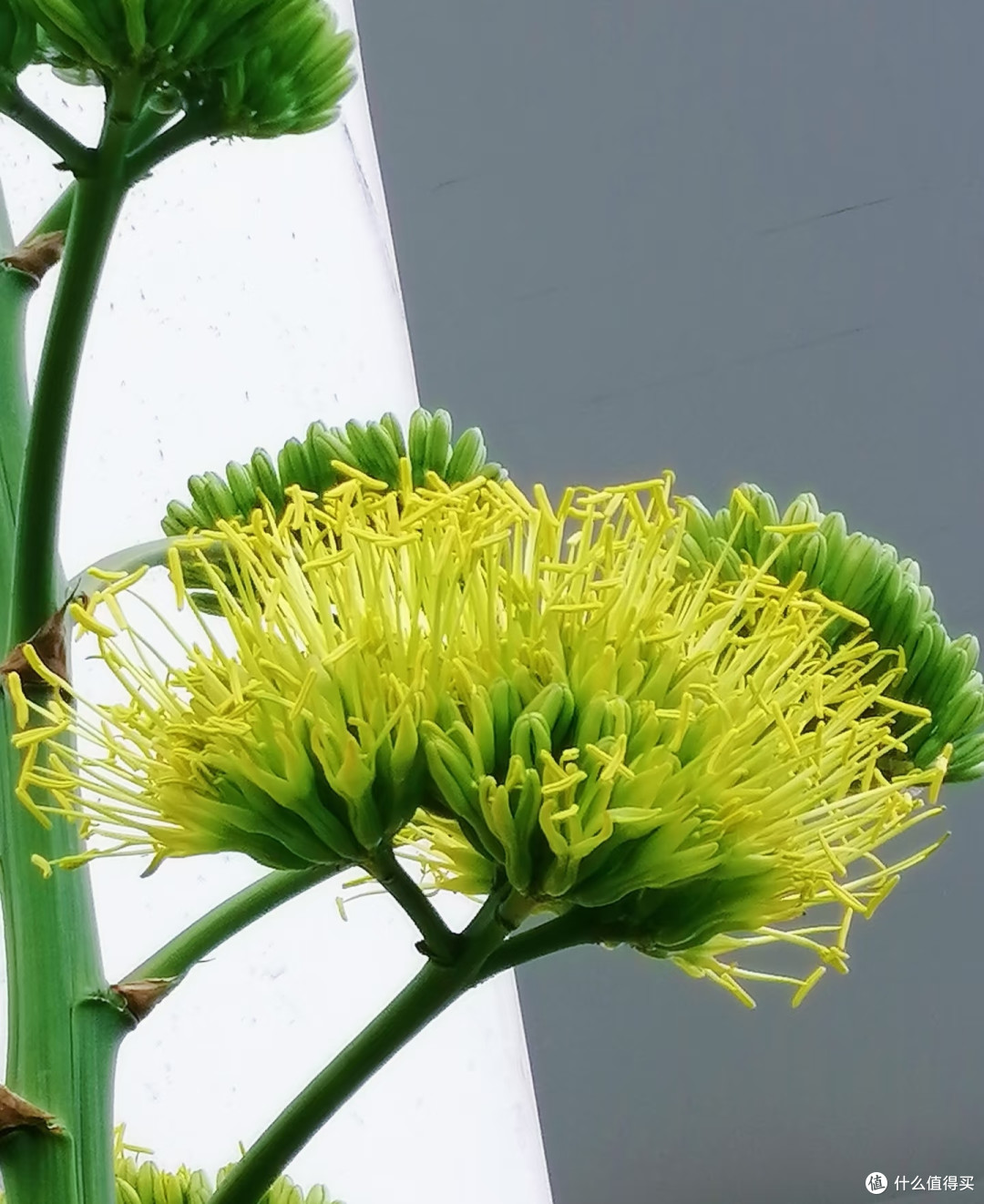这5种花平时难得开,一旦开花寓意吉祥,见到赶紧搬回家养起来