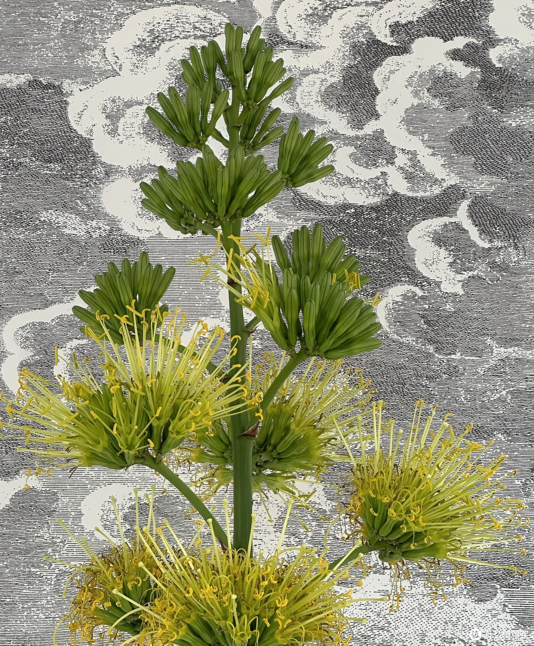 这5种花平时难得开,一旦开花寓意吉祥,见到赶紧搬回家养起来