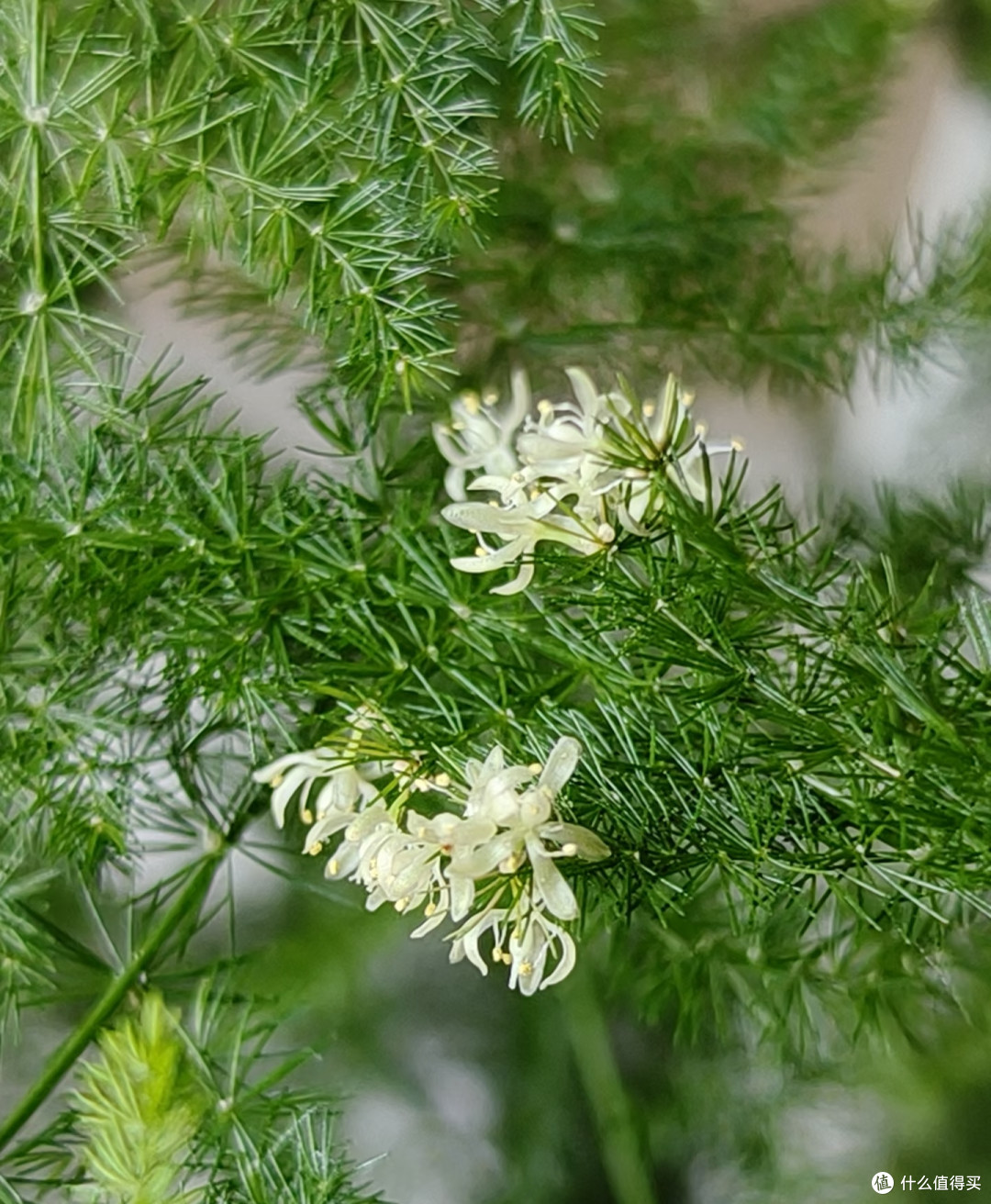 这5种花平时难得开,一旦开花寓意吉祥,见到赶紧搬回家养起来