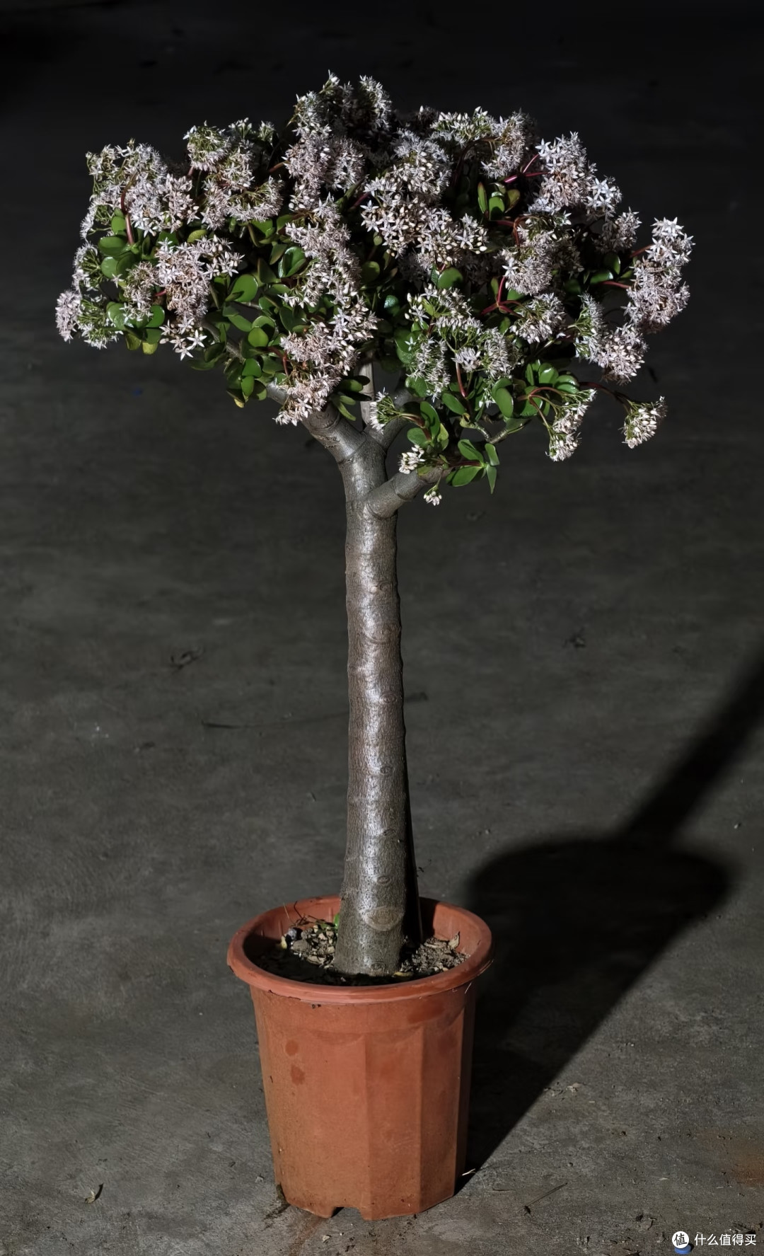 这5种花平时难得开,一旦开花寓意吉祥,见到赶紧搬回家养起来