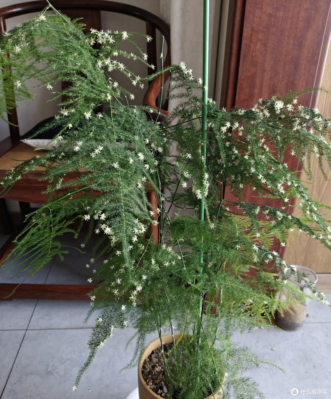 这5种花平时难得开,一旦开花寓意吉祥,见到赶紧搬回家养起来