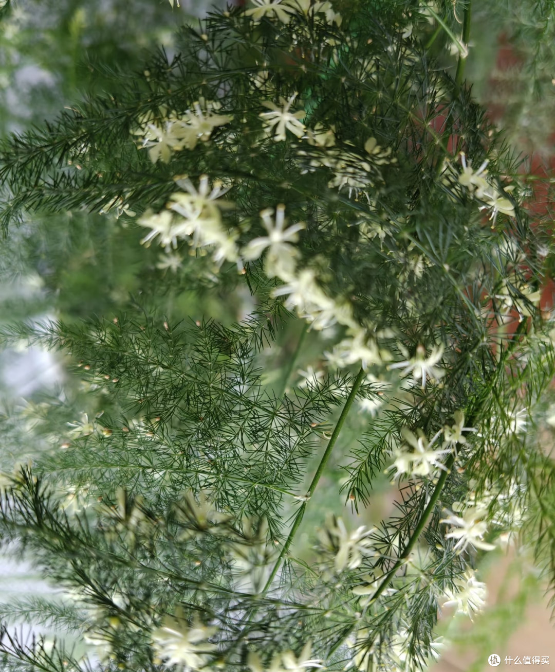 这5种花平时难得开,一旦开花寓意吉祥,见到赶紧搬回家养起来