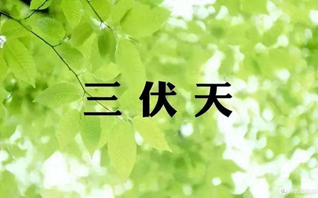 三伏天出汗多,补钾要跟上,多吃4种蔬菜,提神解乏补充体力
