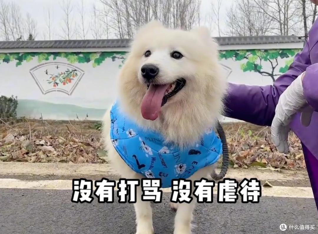 萨摩耶没遇到好主人，差点被送去狗肉馆，所幸还有一线生机