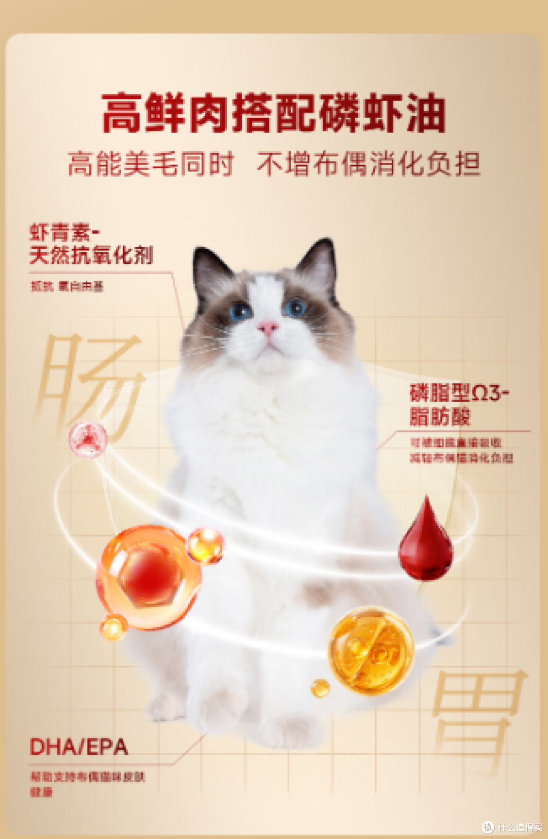 布偶猫挑食软便怎么破?小分子短肽专研配方,布偶饲主安心之选