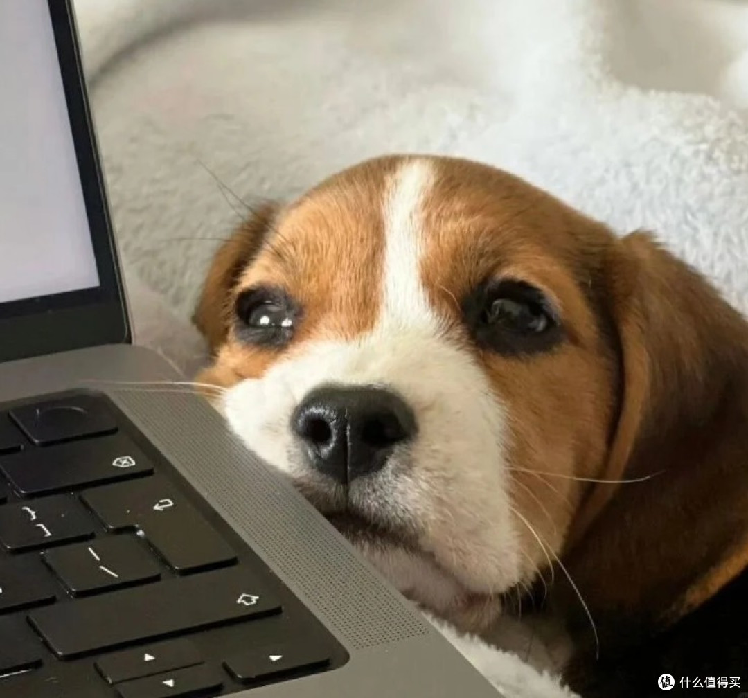 成犬狗粮选购指南,8月联合SGS最新狗粮品牌发布,哪种狗粮好?