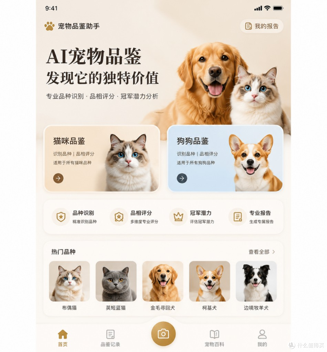 柴犬纯种鉴定方法:5个部位识别"星期柴"与品相评估