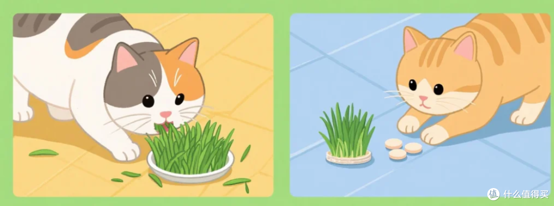 猫咪草片能催吐毛球，原理和直接吃草有差异吗？