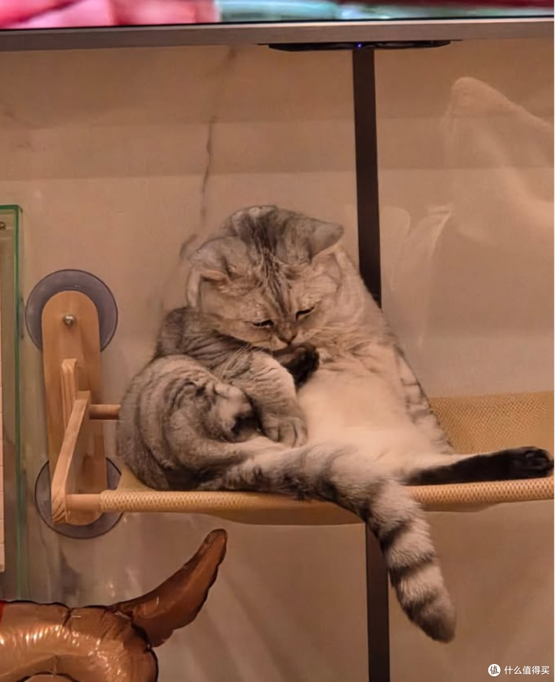猫咪定位器你需要的到底是什么?