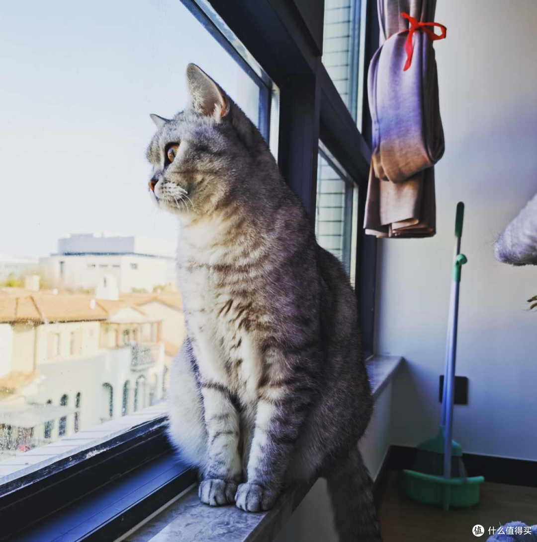 猫咪定位器你需要的到底是什么?