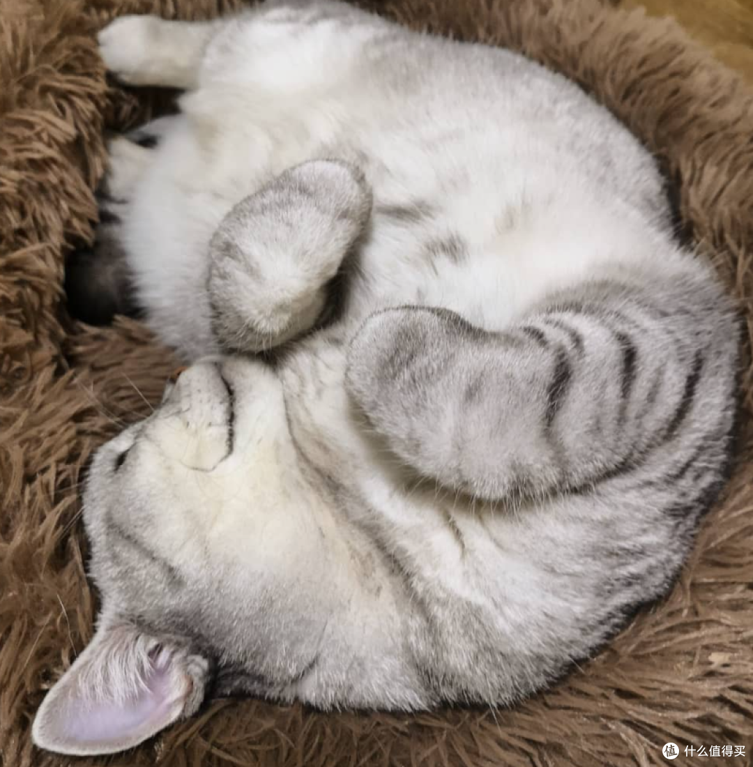 猫咪定位器你需要的到底是什么?